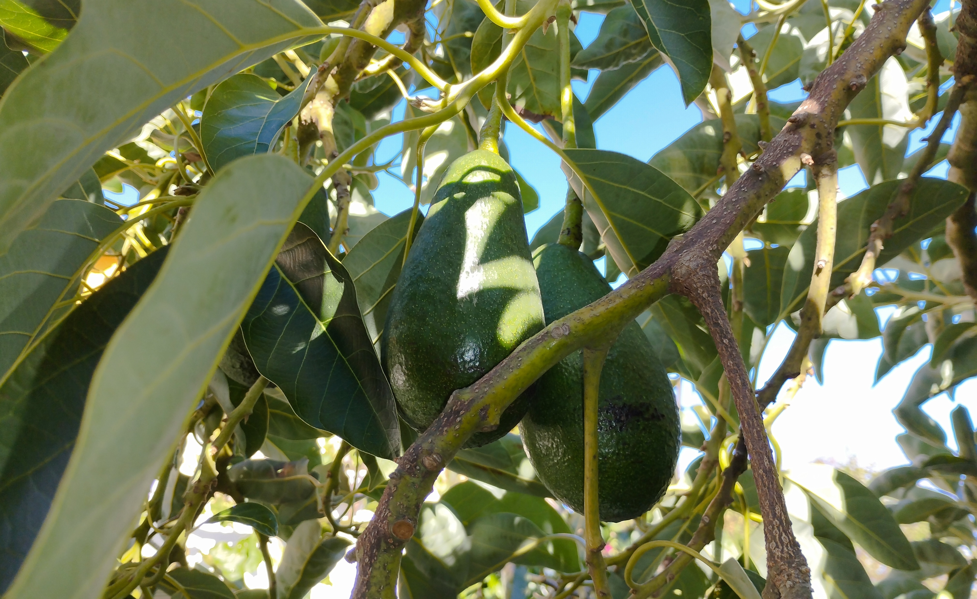 2 aguacates en la rama