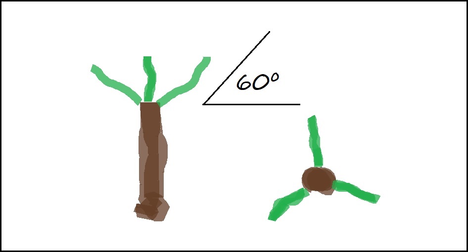 estructura del olivo en poda de formación