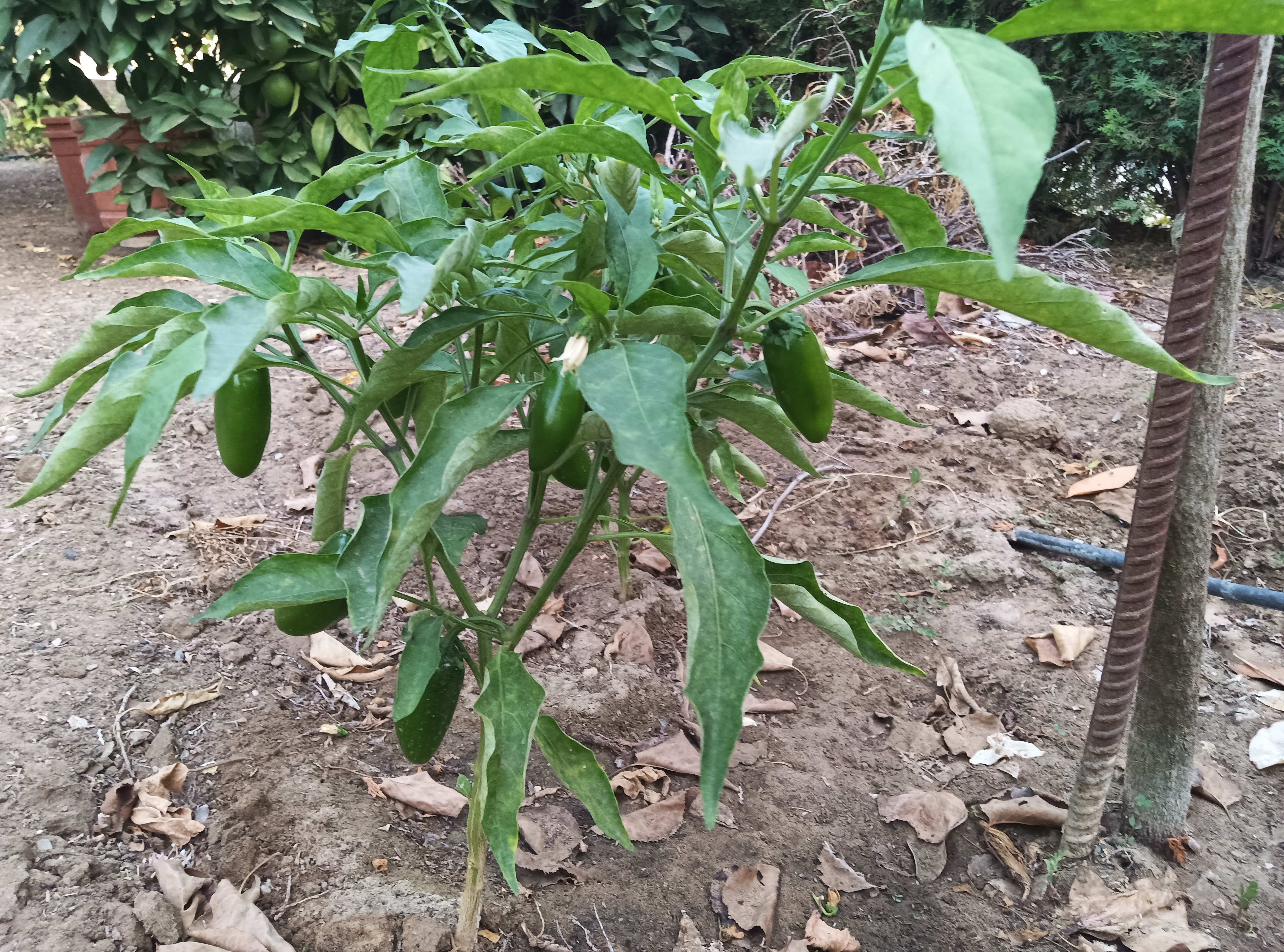 planta de chiles jalapeños