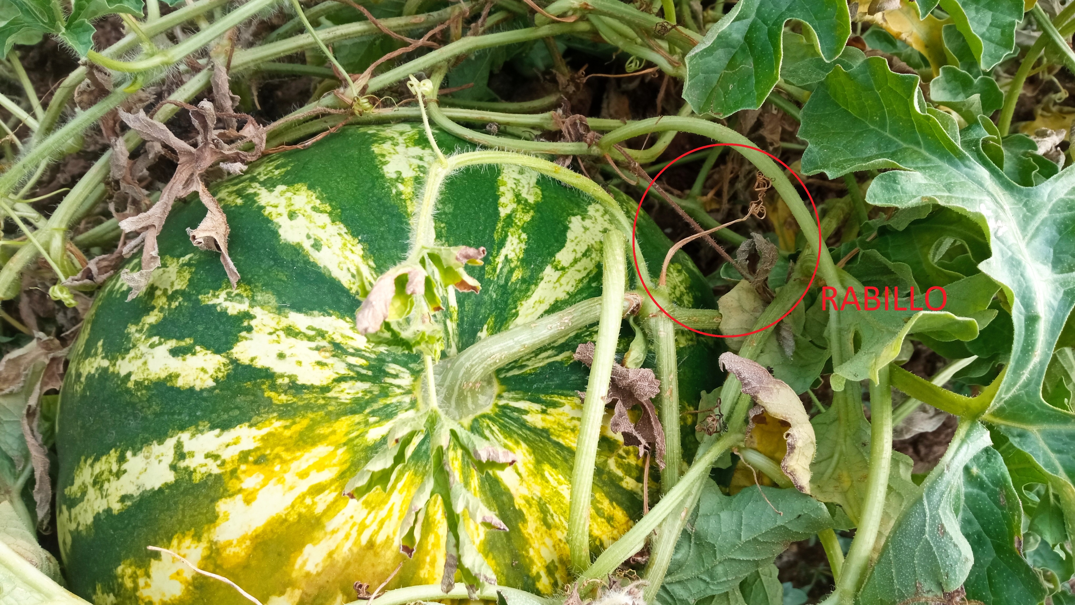 Rabillo seco de sandia