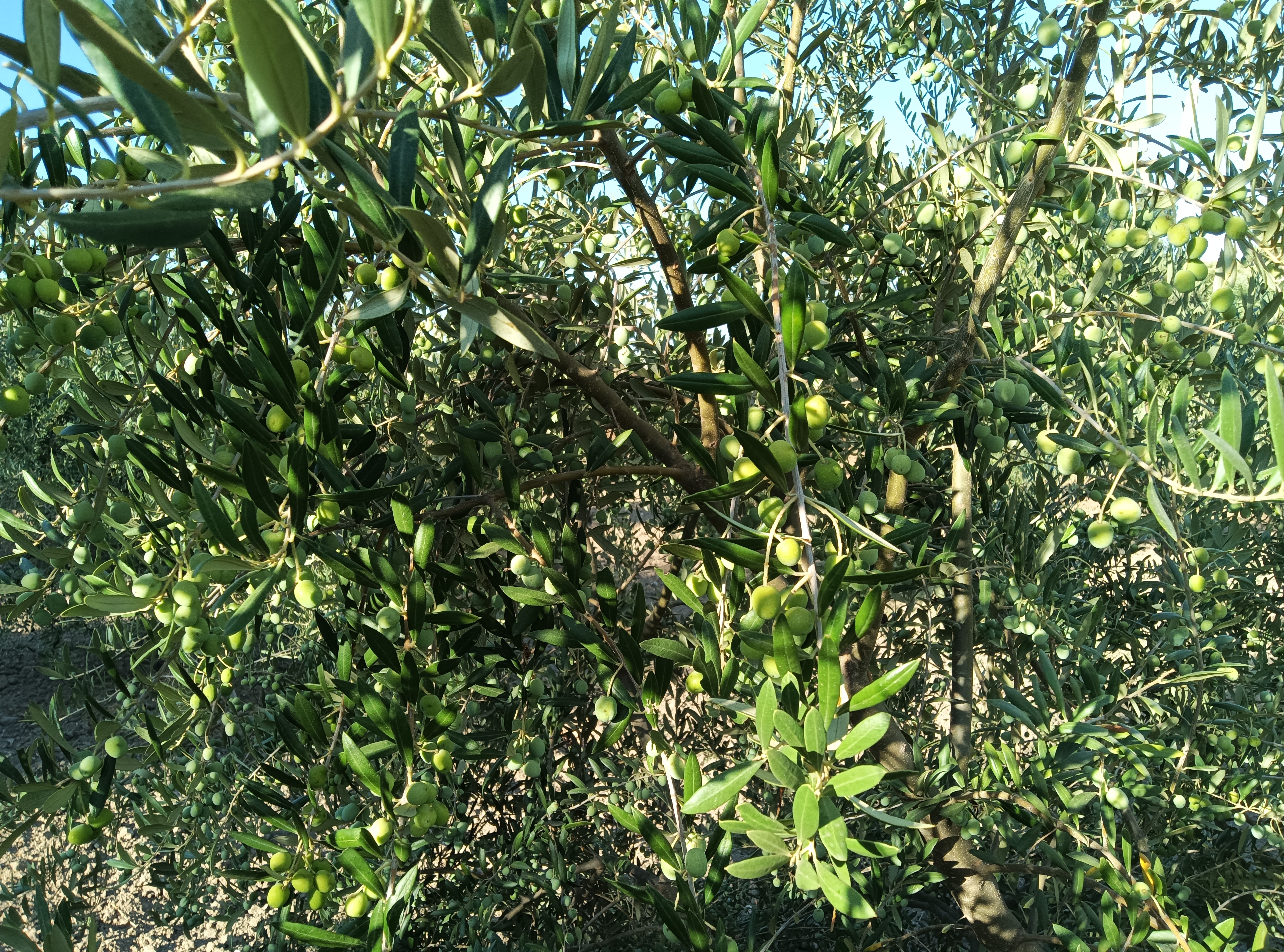 rama de olivo arbequino con aceitunas