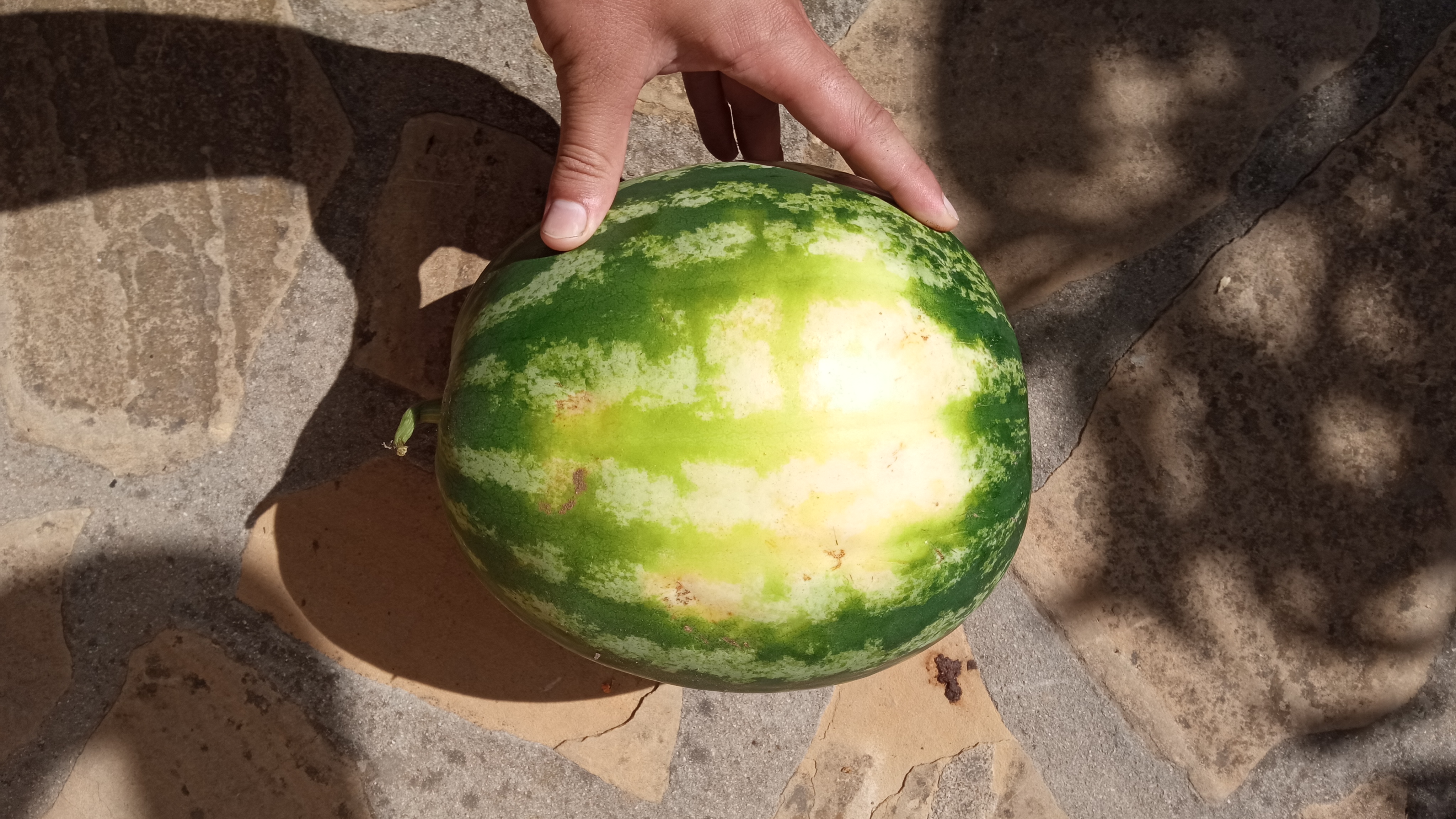 Sandia con mancha amarillenta