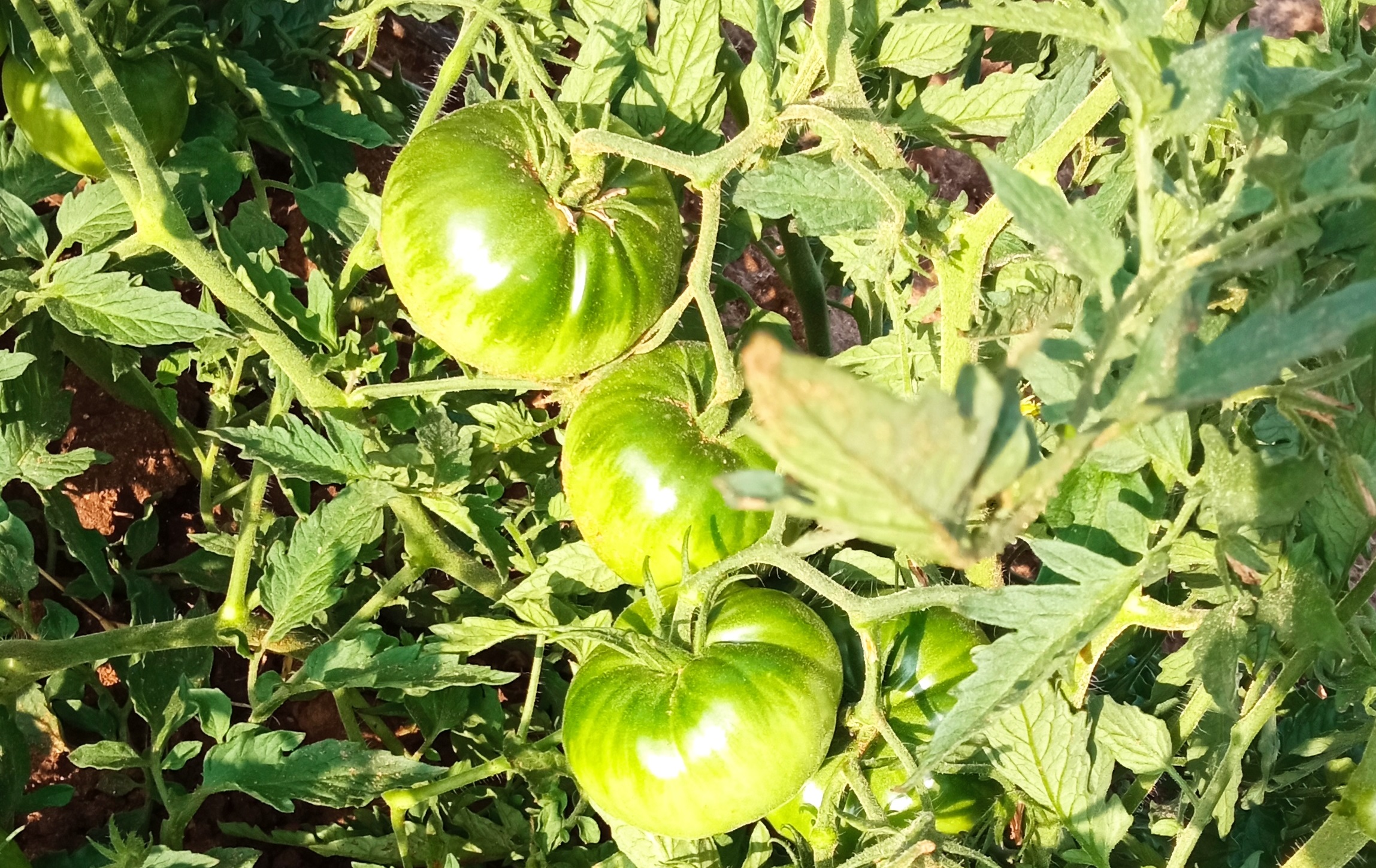 tomates verdes